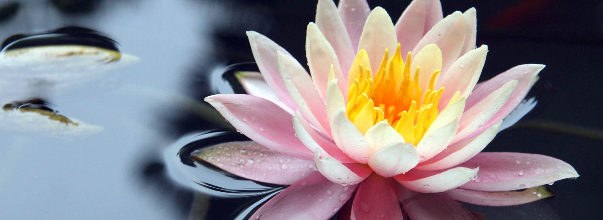 lotus-spiritual-retreat